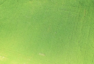 Aerial view of a drone flying over a lush green agricultural field.