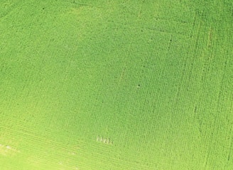 An aerial view of a farm with crops.