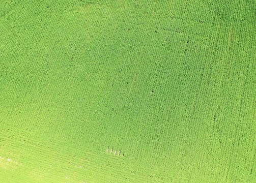 An aerial view of a farm with crops.