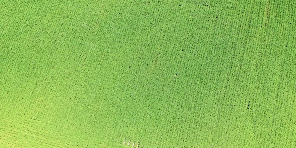 Aerial view of a drone flying over a lush green agricultural field.